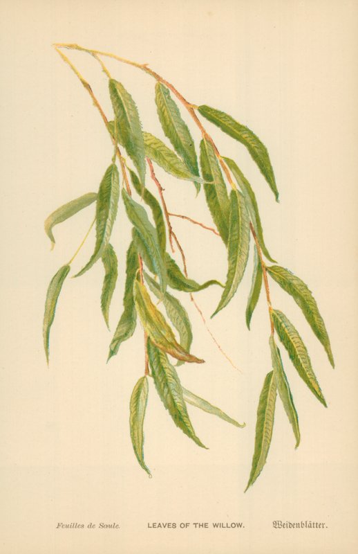 Leaves of the Willow by William Henry James Boot