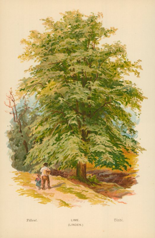 Lime (Linden) by William Henry James Boot