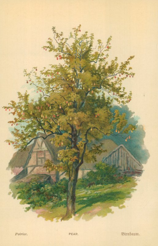 Pear by William Henry James Boot