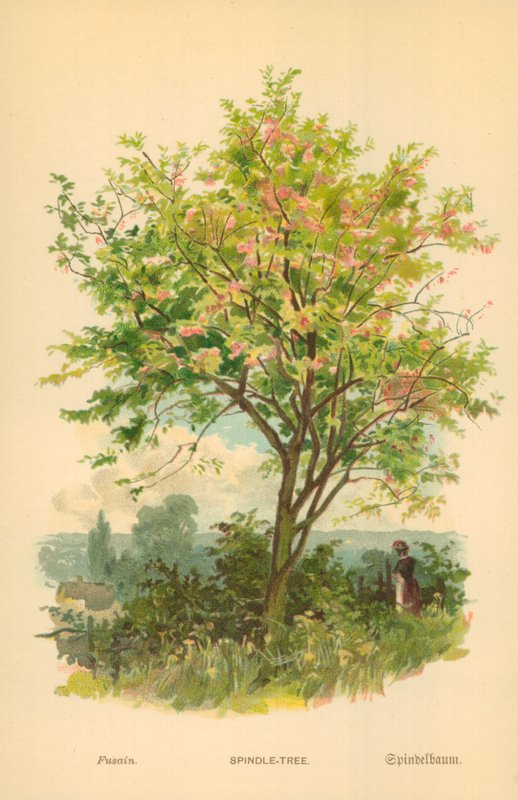 Spindle-Tree by William Henry James Boot