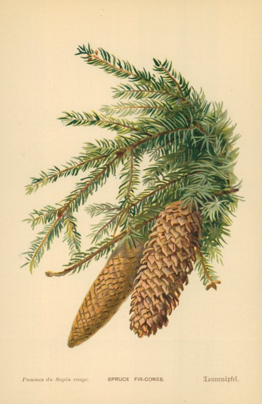 Spruce Fir-Cones by William Henry James Boot