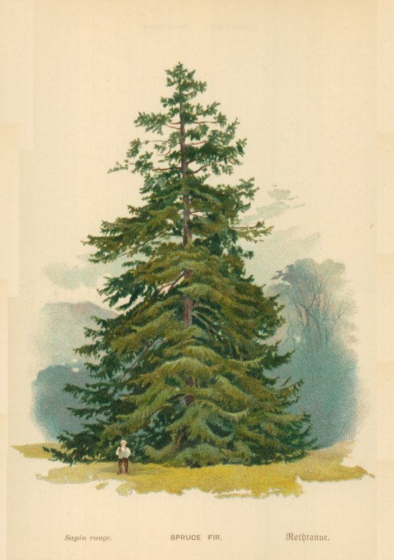 Spruce Fir by William Henry James Boot