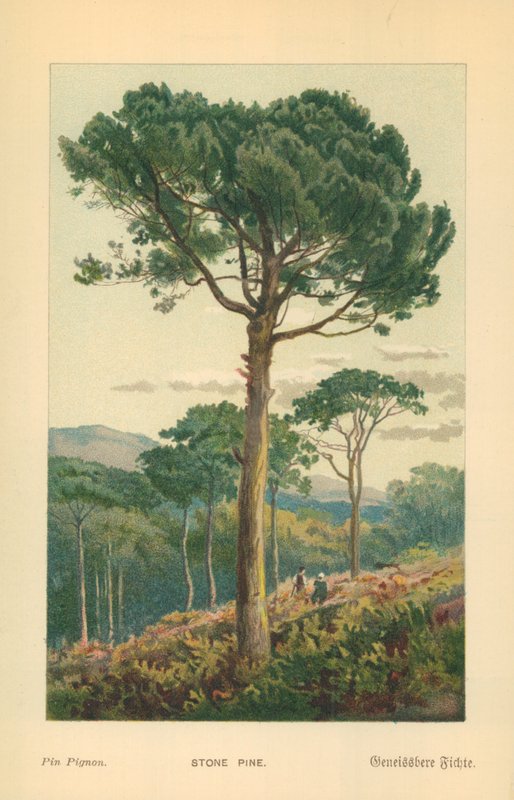 Stone Pine by William Henry James Boot