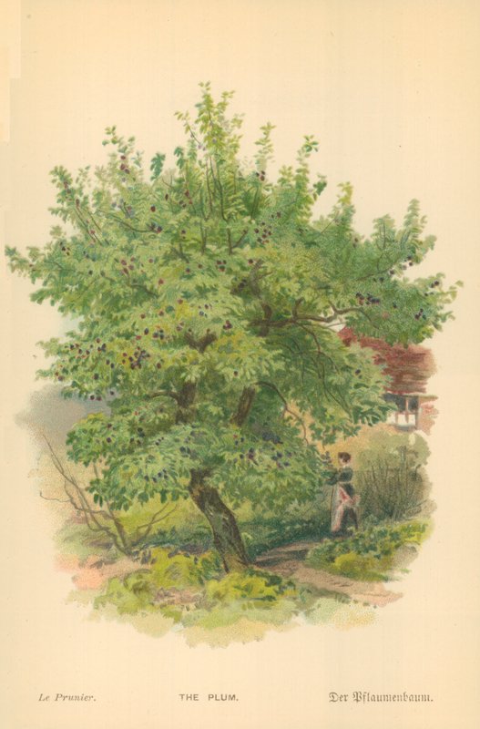 The Plum by William Henry James Boot