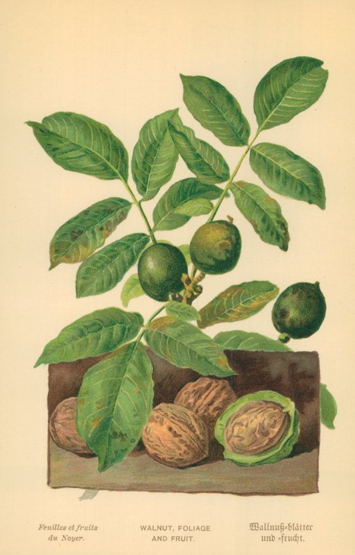 Walnut, Foliage and Fruit by William Henry James Boot