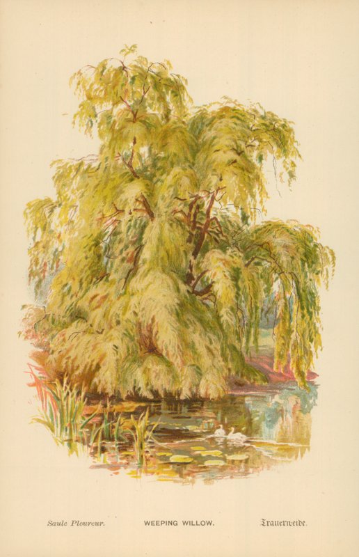 Weeping Willow by William Henry James Boot