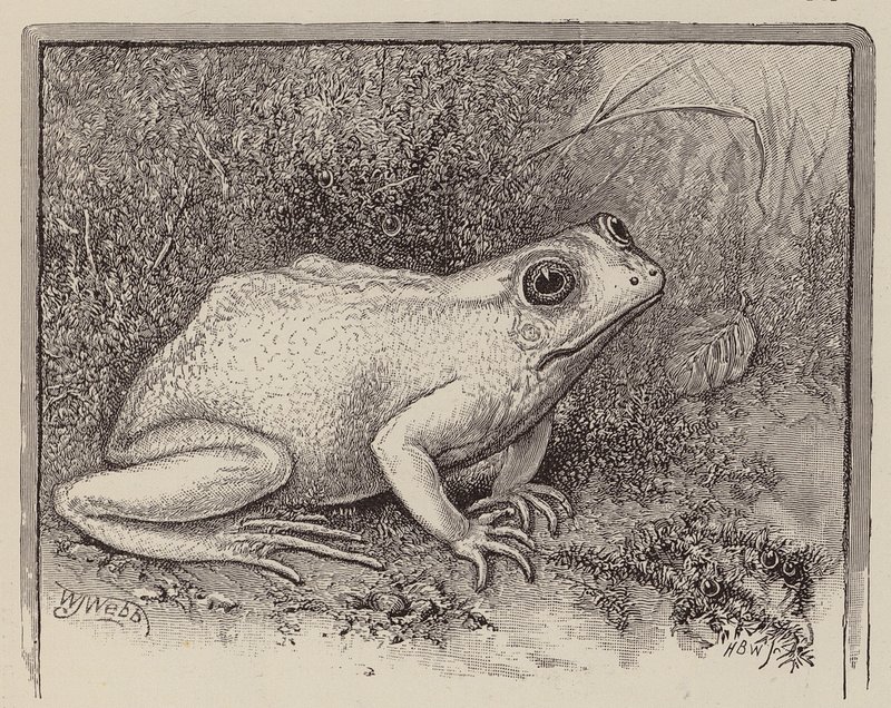 An Albino Frog by William James Webbe