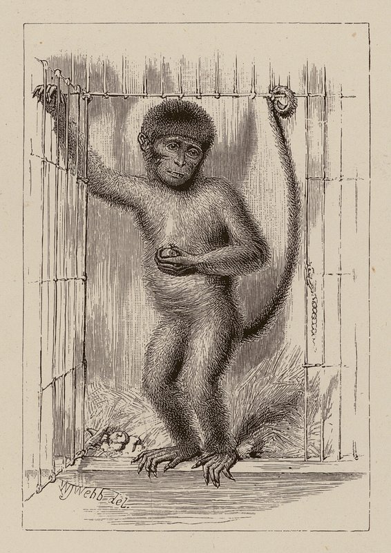 The negro-monkey by William James Webbe