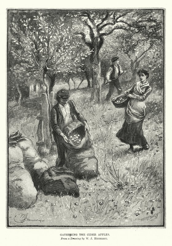 Gathering the Cider Apples by William John Hennessy