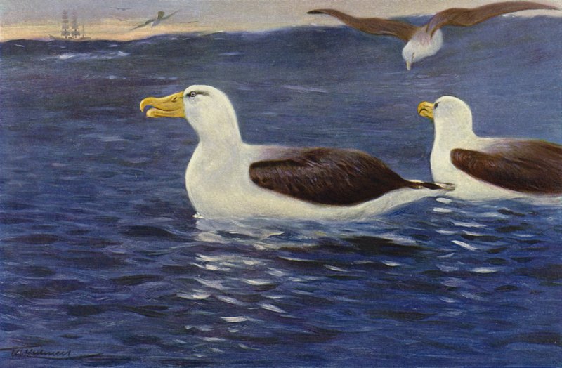 Albatross by after Wilhelm Kuhnert