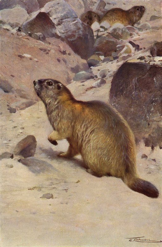 Alpine Marmot by after Wilhelm Kuhnert
