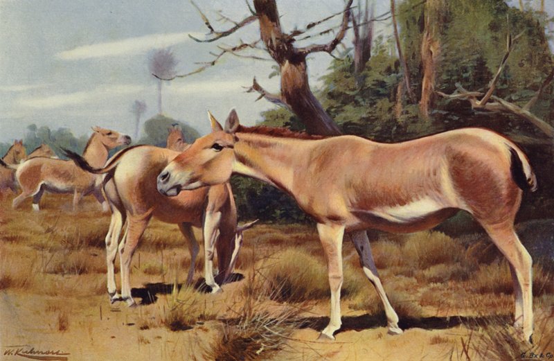 Asiatic Wild Ass by after Wilhelm Kuhnert