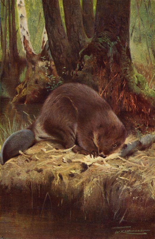 Beaver by after Wilhelm Kuhnert