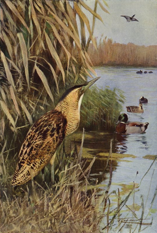 Bittern by after Wilhelm Kuhnert