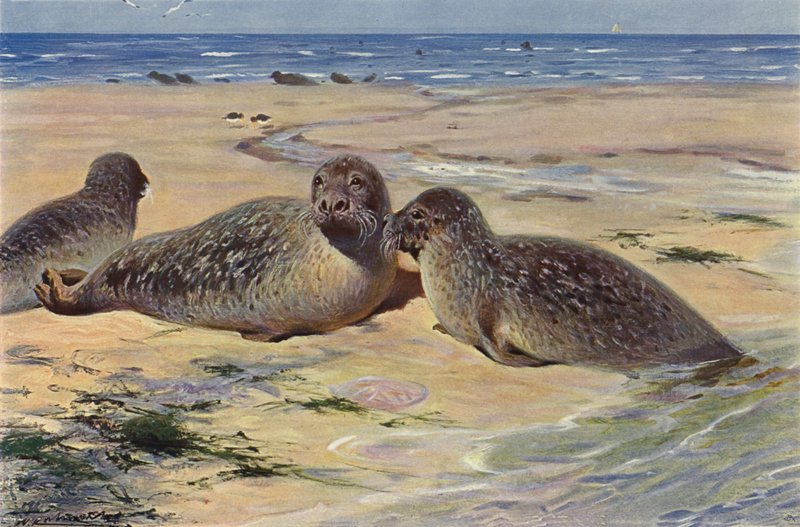 Common Seal by after Wilhelm Kuhnert