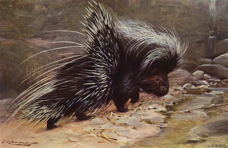 Crested Porcupine by after Wilhelm Kuhnert