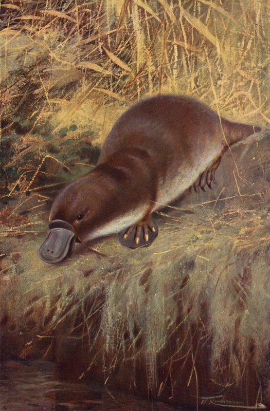 Duckbill by after Wilhelm Kuhnert