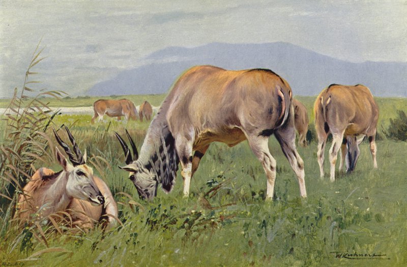 Eland by after Wilhelm Kuhnert