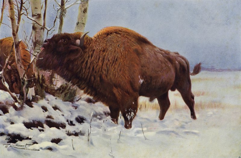 European Bison by after Wilhelm Kuhnert