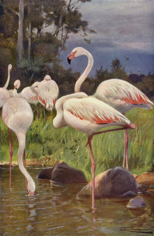 Flamingo by after Wilhelm Kuhnert