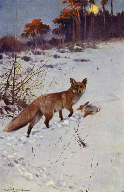 Fox by after Wilhelm Kuhnert
