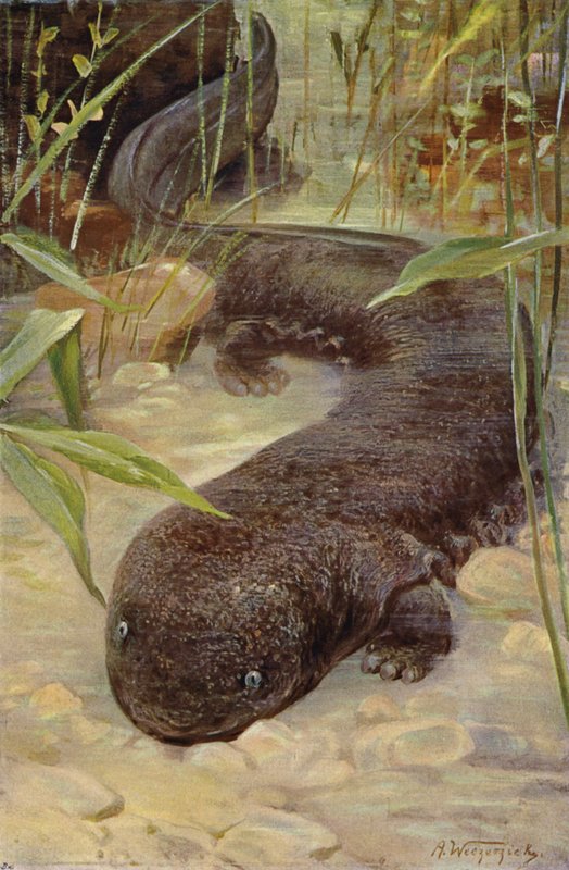 Giant Salamander by after Wilhelm Kuhnert