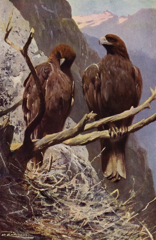 Golden Eagle by after Wilhelm Kuhnert