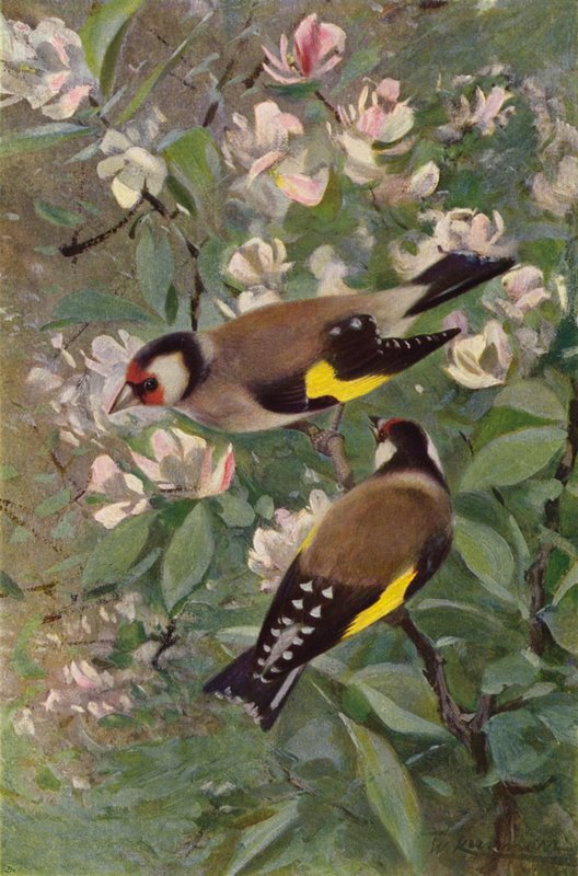 Goldfinch by after Wilhelm Kuhnert