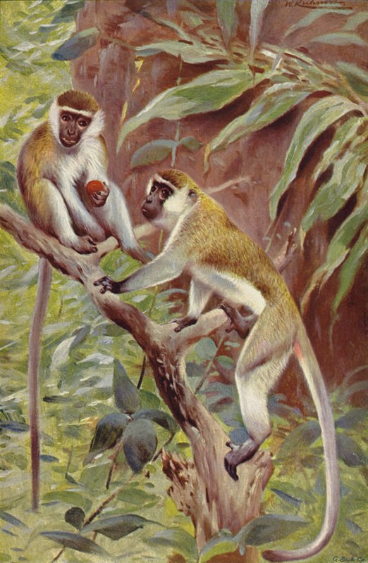 Green Monkey by after Wilhelm Kuhnert