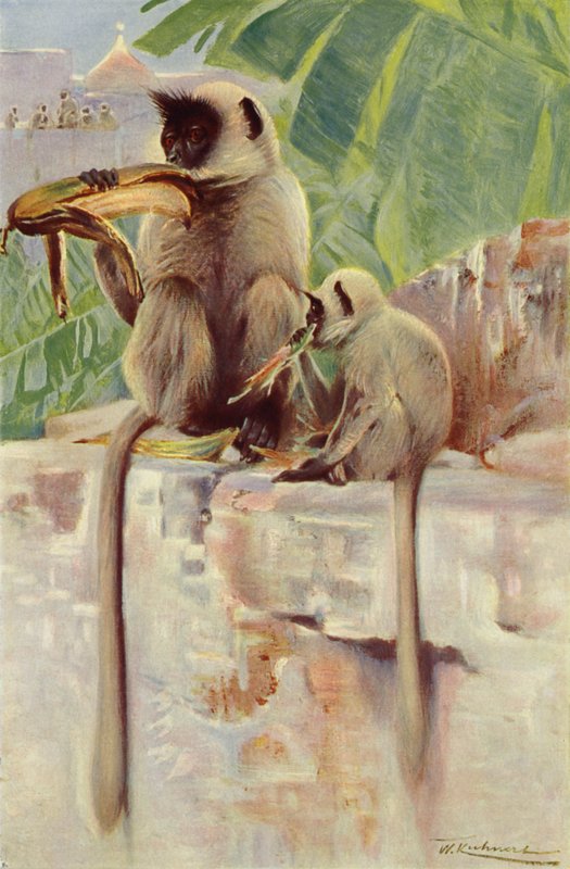 Hanuman Monkey by after Wilhelm Kuhnert