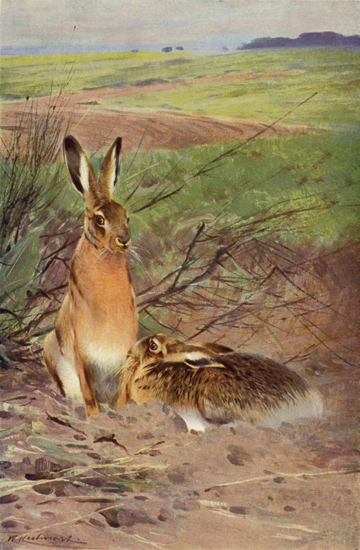 Hare by after Wilhelm Kuhnert