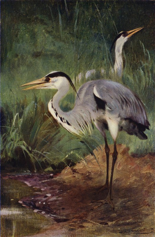 Heron by after Wilhelm Kuhnert