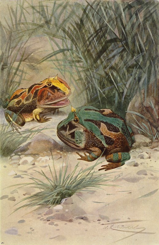Horned Frog by after Wilhelm Kuhnert