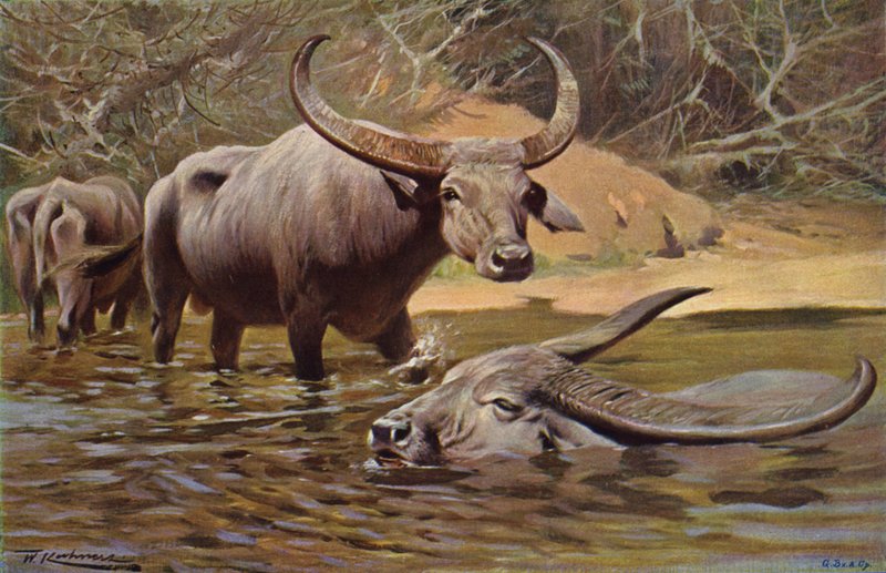 Indian Buffalo by after Wilhelm Kuhnert