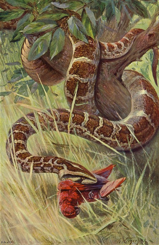 Indian Python by after Wilhelm Kuhnert
