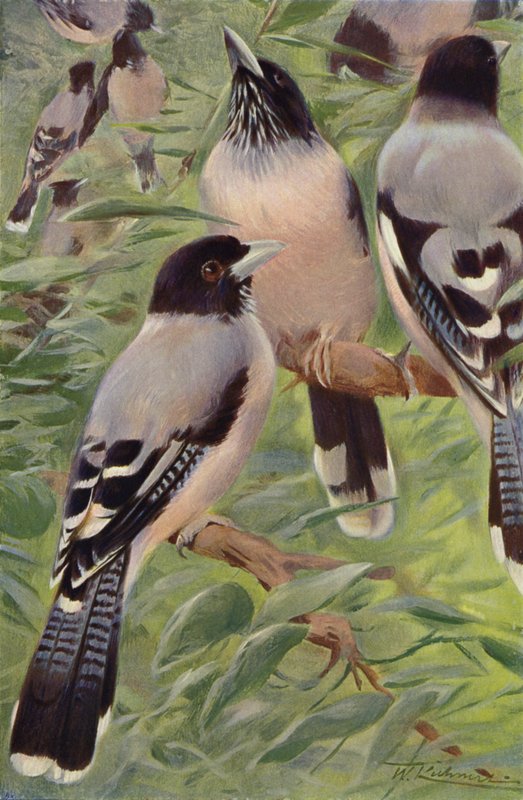 Lanceolated Jay by after Wilhelm Kuhnert