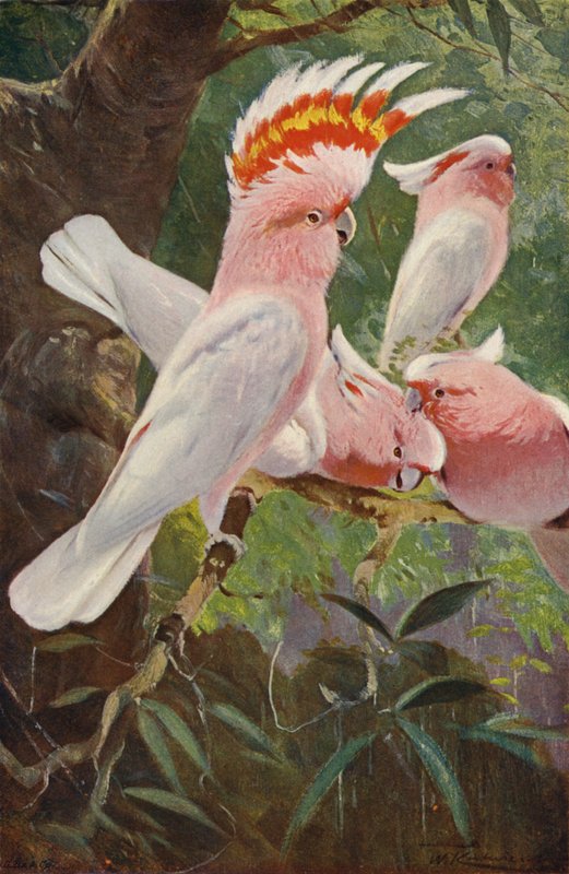 Leadbeater