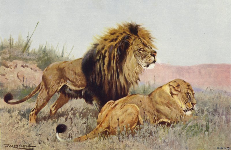 Lion and Lioness by after Wilhelm Kuhnert