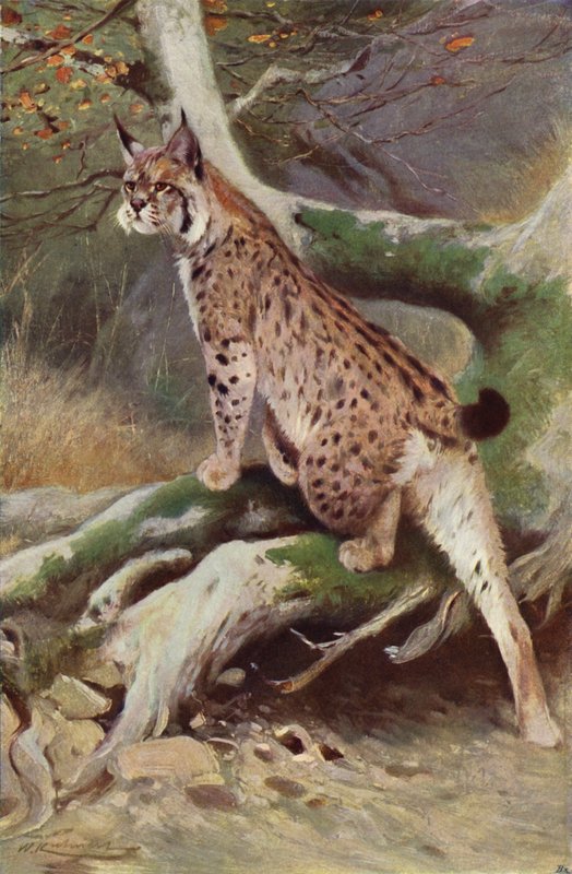 Lynx by after Wilhelm Kuhnert