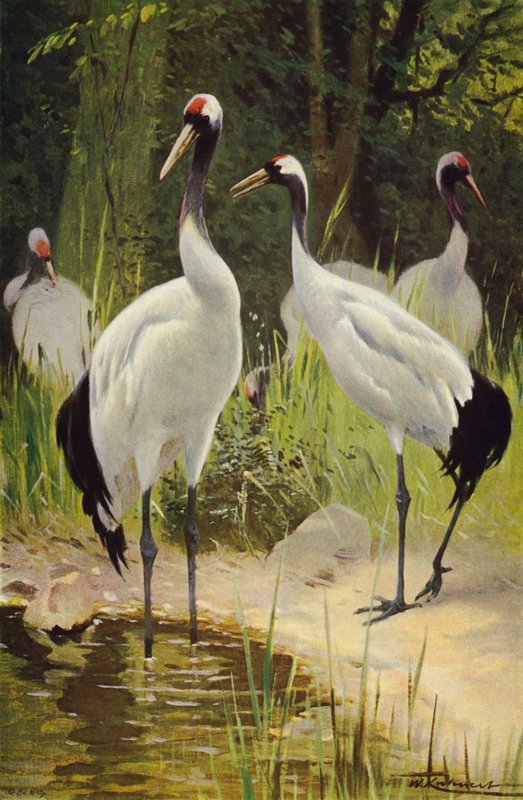 Manchurian Crane by after Wilhelm Kuhnert