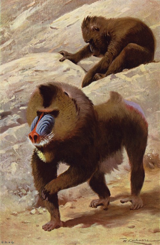 Mandrill by after Wilhelm Kuhnert