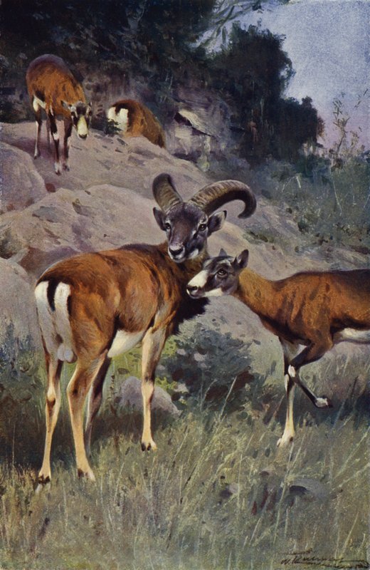 Mouflon by after Wilhelm Kuhnert