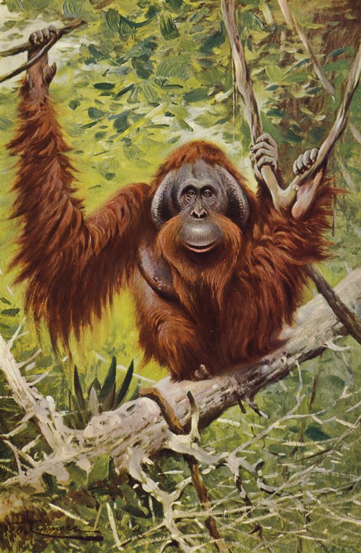 Orang by after Wilhelm Kuhnert