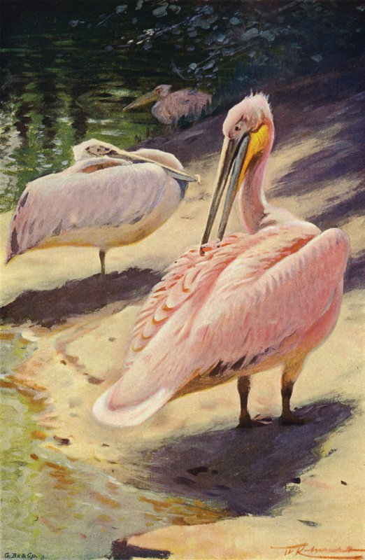 Pelican by after Wilhelm Kuhnert