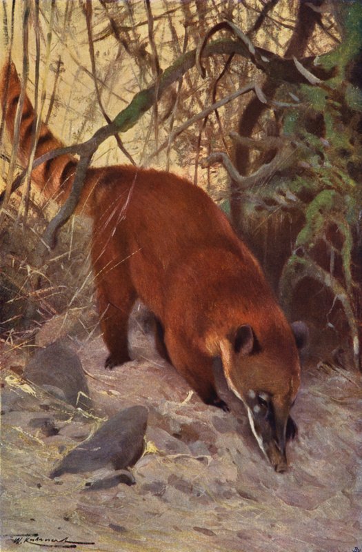 Red Coati by after Wilhelm Kuhnert
