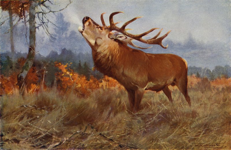 Red Deer by after Wilhelm Kuhnert