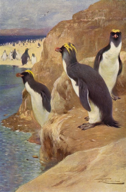 Rock Penguin by after Wilhelm Kuhnert