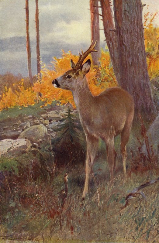 Roe Deer by after Wilhelm Kuhnert