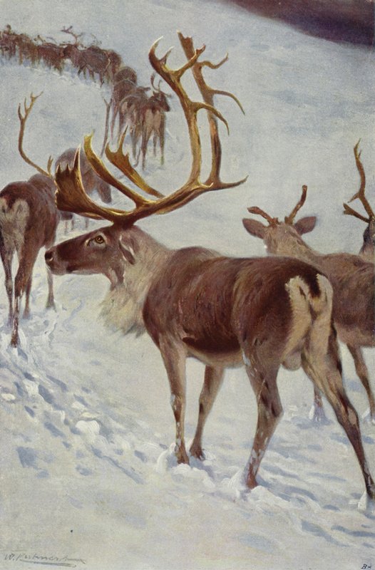 Scandinavian Reindeer by after Wilhelm Kuhnert