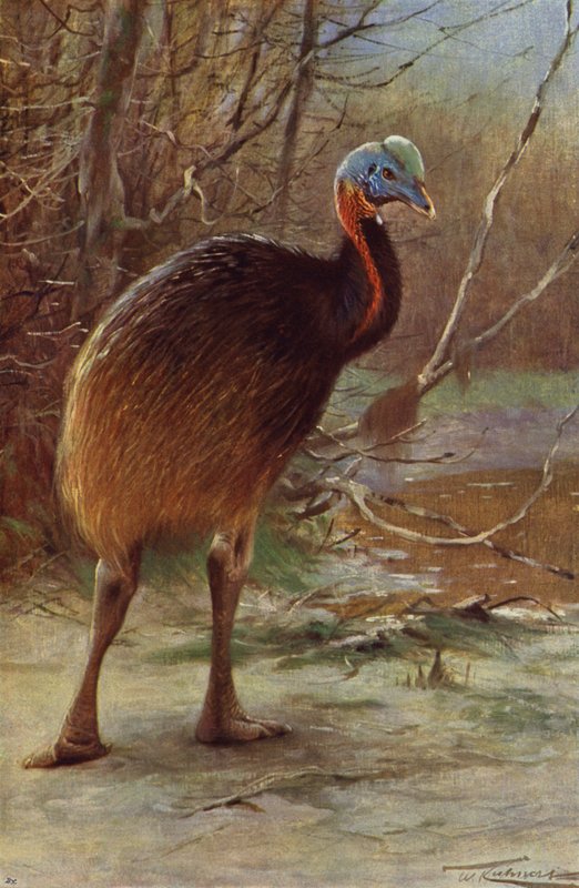Single-Wattled Cassowary by after Wilhelm Kuhnert